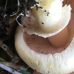 Agaricus albolutescens