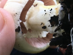 Agaricus albolutescens