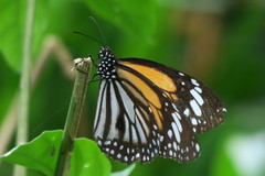 Danaus melanippus hegesippus