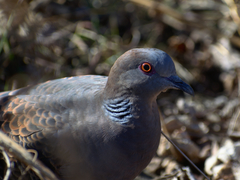 Streptopelia orientalis