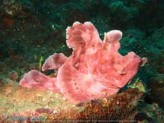 Rhinopias eschmeyeri