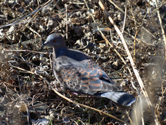Streptopelia orientalis