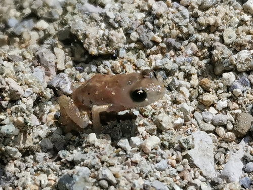 Coastal Peeping Frog, Eleutherodactylus modestus