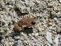 Eleutherodactylus modestus