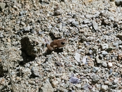 Eleutherodactylus modestus