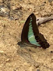 Graphium sarpedon luctatius