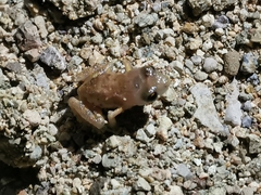 Eleutherodactylus modestus