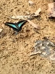 Graphium sarpedon luctatius