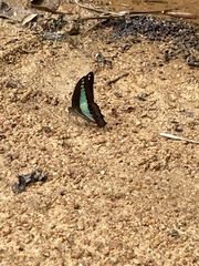 Graphium sarpedon luctatius
