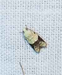 Tracholena sulfurosa