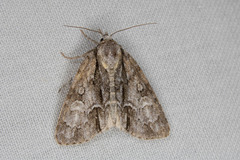 Acronicta strigosa