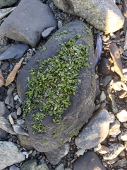 Prasiola meridionalis