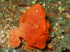 Antennarius pictus