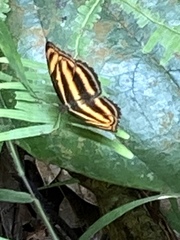 Athyma nefte subrata