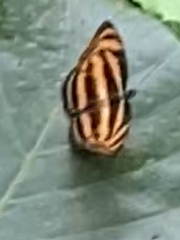 Athyma nefte subrata