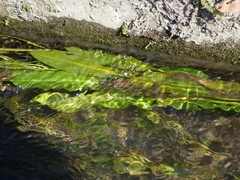 Potamogeton malaianus