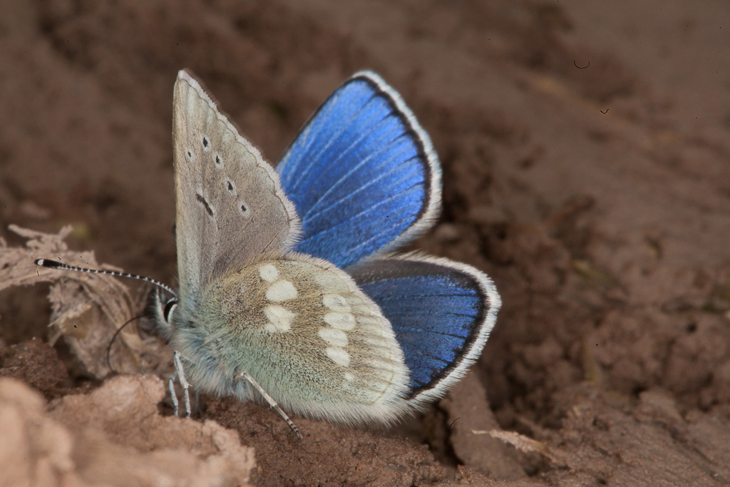 Albulina orbitulus