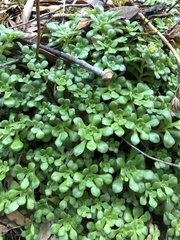 Sedum spathulifolium