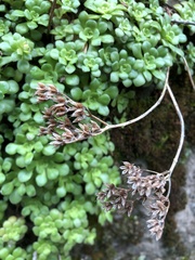 Sedum spathulifolium