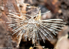 Pterotopteryx spilodesma
