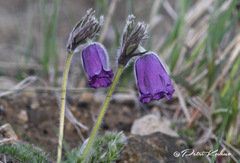 Pulsatilla albana