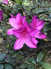 Rhododendron × pulchrum