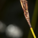 Lepidosperma neesii - Photo (c) quinkin, osa oikeuksista pidätetään (CC BY-NC)