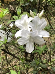 Rhododendron × pulchrum