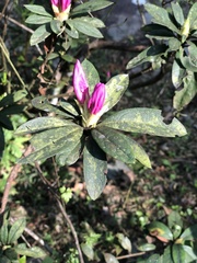 Rhododendron × pulchrum