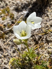 Gentianella corymbifera
