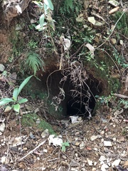 Manis pentadactyla pentadactyla