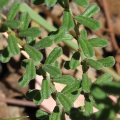 Phyllanthus occidentalis