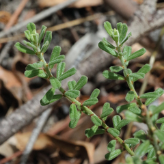 Phyllanthus occidentalis