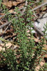 Phyllanthus occidentalis