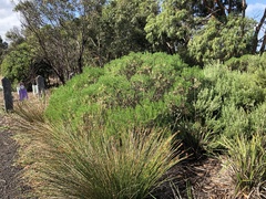 Olearia glutinosa