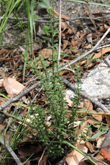 Phyllanthus occidentalis