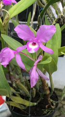 Guarianthe