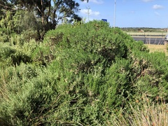 Olearia glutinosa