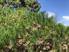 Olearia glutinosa
