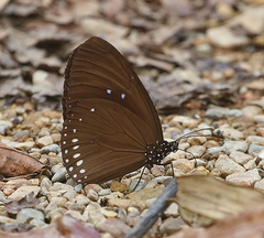 Euploea modesta