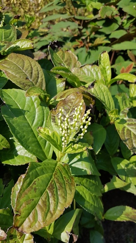Chloranthus spicatus iNat (2)