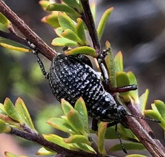 Catasarcus transversalis