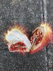 Artocarpus tonkinensis