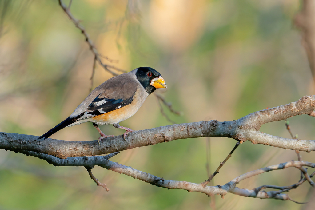 Yellow Grosbeak photo