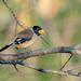 Yellow-billed Grosbeak - Photo (c) Kelvin Joshua Che, some rights reserved (CC BY-NC), uploaded by Kelvin Joshua Che