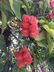 Artocarpus tonkinensis