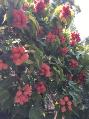 Artocarpus tonkinensis