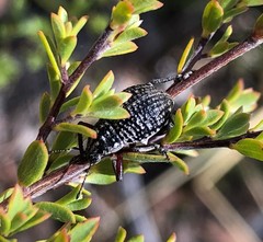 Catasarcus transversalis