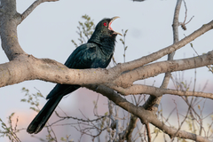 Asian Koel photo 3