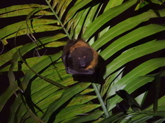 Pteropus dasymallus formosus